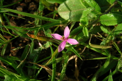 Cleome simplicifolia